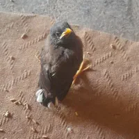 مرغ مینا