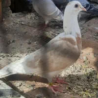 4تا حیوون