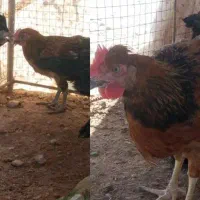 جوجه خروس محلی
