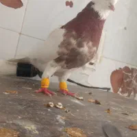 نر طوقی نامبر وان. عالی