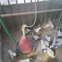 کبوتر