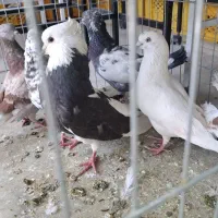 کفتر پرشی به جایی