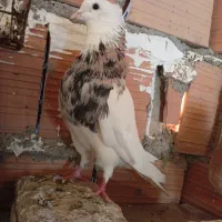 کبوتر طوقی تکپر