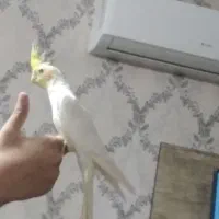 فروش عروس هلندی نر سخنگو