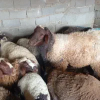 قوچ|حیوانات مزرعه|چناران, |دیوار