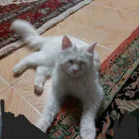 واگذاری‌ پرشین کت