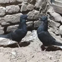 دو‌جفت‌زاغ‌..دمسفید‌کرمانی
