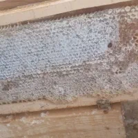 عسل طبیعی سبلان (هیر، اردبیل) - با برگه آزمایش