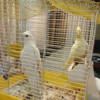 عروس هلندی مولد