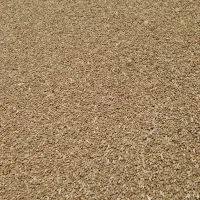 گندم تمیز