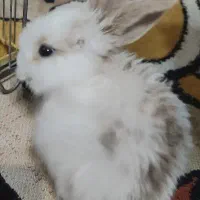 خرگوش لوپ ۱ و نیم ماهه