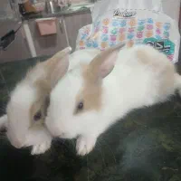 خرگوش
