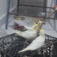 عروس هلندی