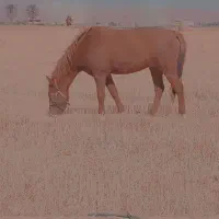 اسب