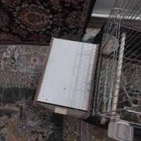 پرند|پرنده|کرج, اسلام‌آباد|دیوار
