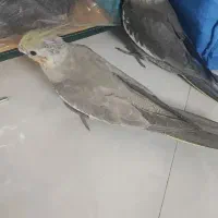 دو عدد عروس هلندی جوجه 75 روزه