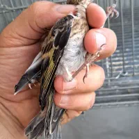 جوجه سهره قناری نرمه خور