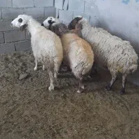 4راس میش دورگ آبستن