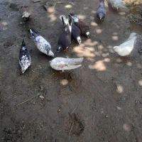 کبوتر