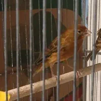 قناری سرخ ماده