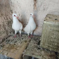 دم زردپلنگ سفید