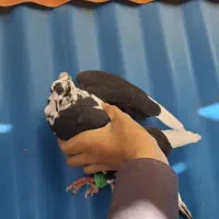 کبوتر جفتی1میلیون