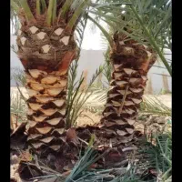 لقاح نخل(لگاح)