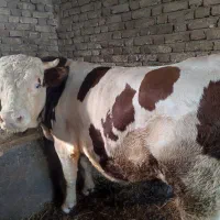 گاو نر نژاد سیمینتال