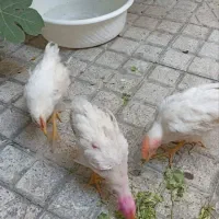 نیمچه خروس