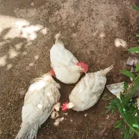 فروش حیوانات خانگی