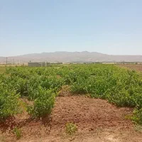 باغ-و-زمین-کشاورزی