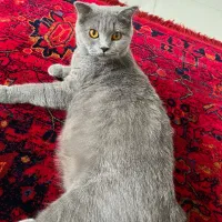 گربه اسکاتیش بلو