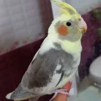 عروس هلندی