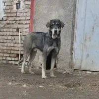 واگذاری سگ پژدر ۱۶ماهه