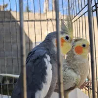 عروس هلندی جفت