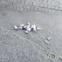 ایرانشهر عکس