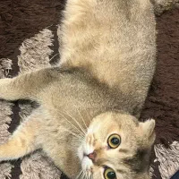گربه اسکاتیش ماده
