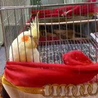 عروس هلندی