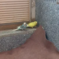 مرغ عشق