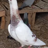 کفتر دوری برازجان