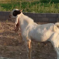 بزغاله نر گلابی اصل