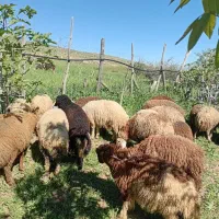 گوسفند میش بره بز
