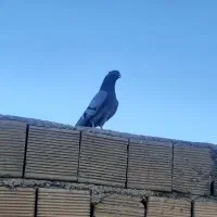 نر سبز