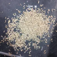 جو و گندم تمیز گونی گرفته