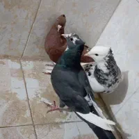 کبوتر یا همون کفتر