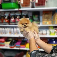 پامرانین خرسی و عروسکی  پامر جیبی