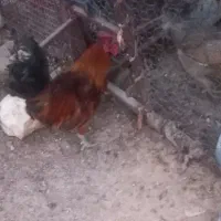 فروش خروس