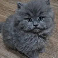 بچه گربه شیطون