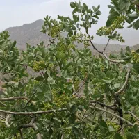 بنه کوهی.بنوشه