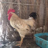 خروس محلی بزرگ هیکل و بخون